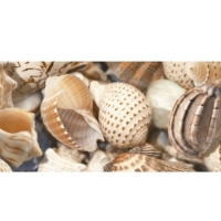 GOLDEN TILE Sea Breeze 2 300x600 Shells 11421